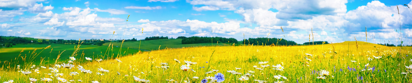 banner-img