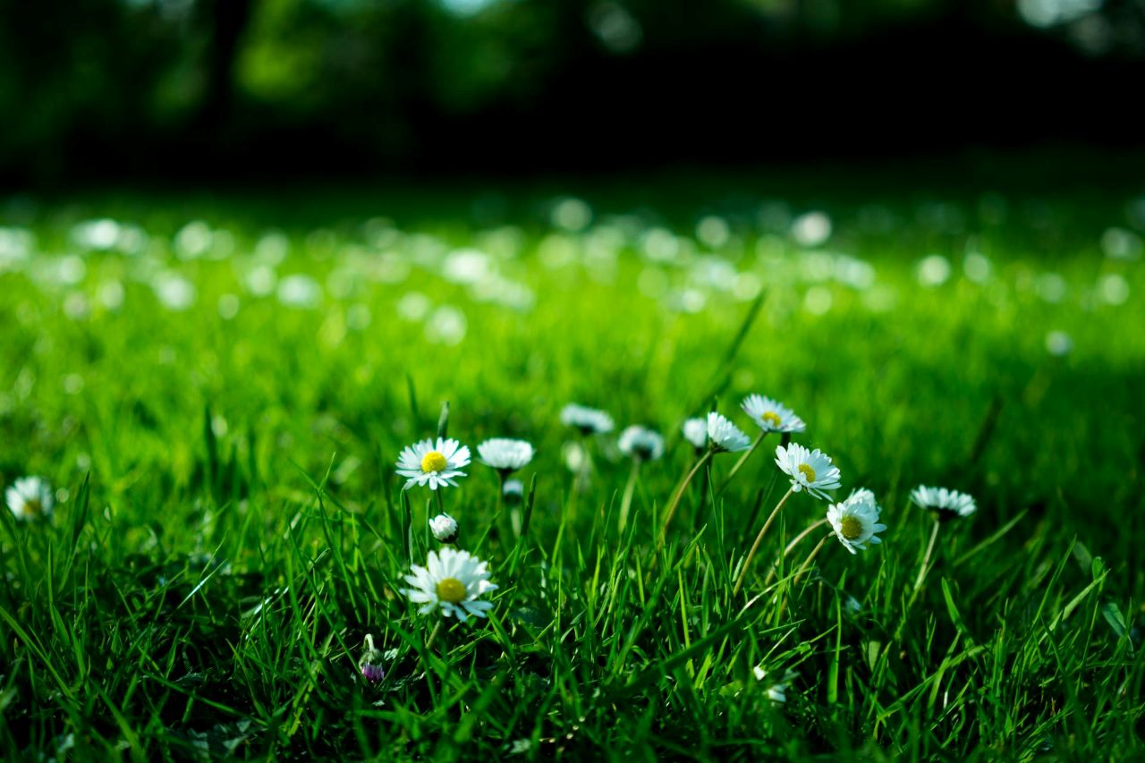 Green Burial service